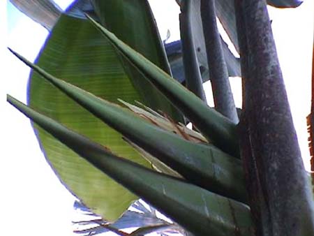 guarana_swing_faecher