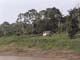 guarana_swing_amazonas