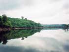 Guarana Swing vom Amazonas