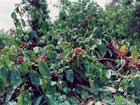 Guarana Plants Amazonas Guarana Swing