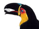 les toucans de guarana swing