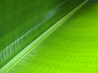 Guarana Swing - Blatt im Regenwald