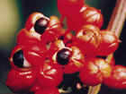 Guarana Swing - Natural Amazonas Energy - Nat&uuml;rlich und rein. Nummer ein in der Schweiz