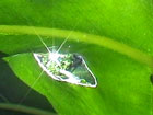 Anbau von Guarana tradtionell in Maues Amazonas